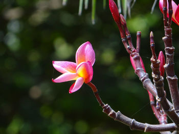 Close-up of pink flowering plant