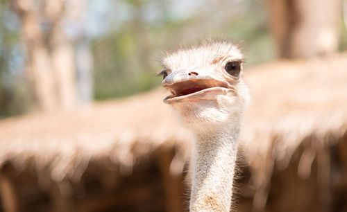 Close-up portrait of ostrich