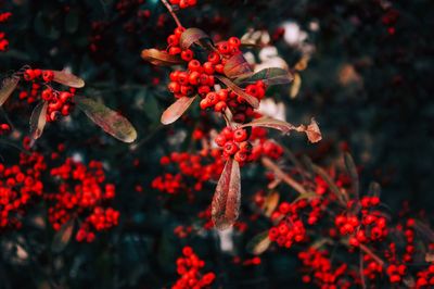 Close-up of red berries on plant