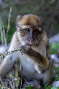 Portrait of monkey sitting