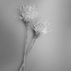 Close-up of wilted plant against white background