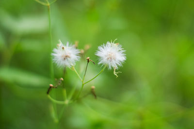 Close-up of dandelion growing outdoors