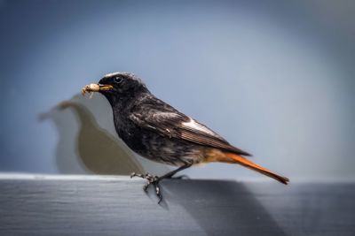 Close-up of bird perching on wood