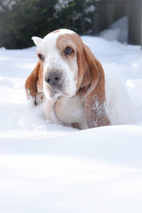 Dog on snow covered field