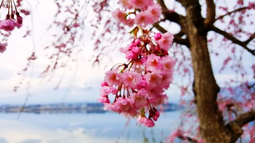 Close-up of pink cherry blossoms in spring