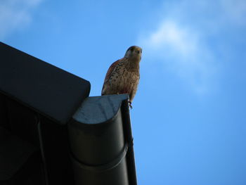 Low angle view of owl perching against sky
