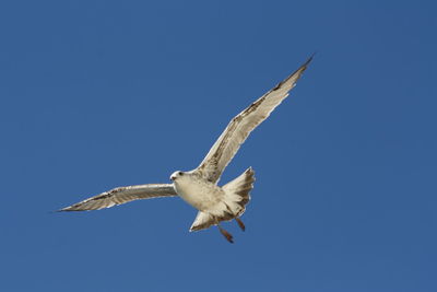 Low angle view of seagull flying