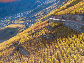 High angle view of vineyard on hill in village