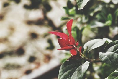 Close-up of red flower blooming outdoors