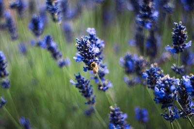 Close-up of bee pollinating on purple flowering plant