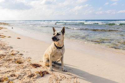 Dog on the beach