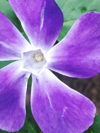 Close-up of purple flower