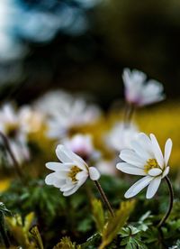 Close-up of white flowers