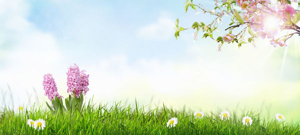 Close-up of pink flowering plants on field against sky