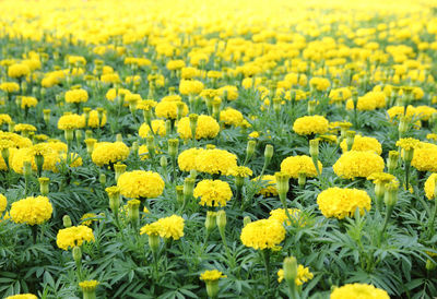 Close-up of yellow flowers in field