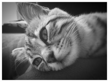 Close-up portrait of cat relaxing on floor