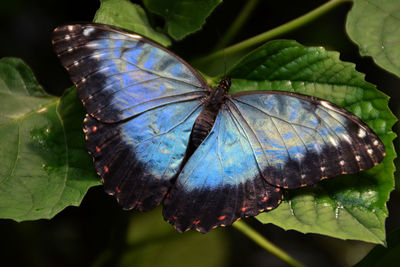 Close-up of butterfly on leaf