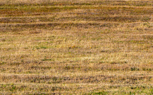 Full frame shot of grass on field