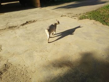 High angle view of dog running