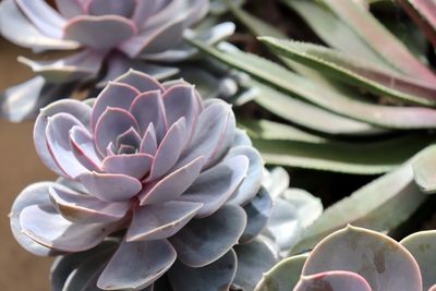 Close-up of succulent plant