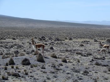 Horse in a desert