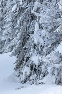 Snow covered pine tree