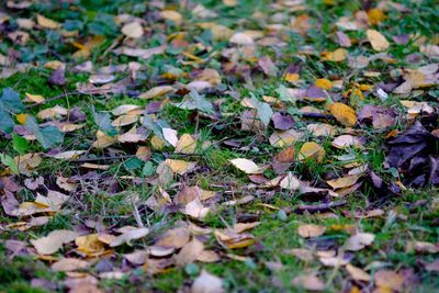 Full frame shot of dry leaves on grassy field