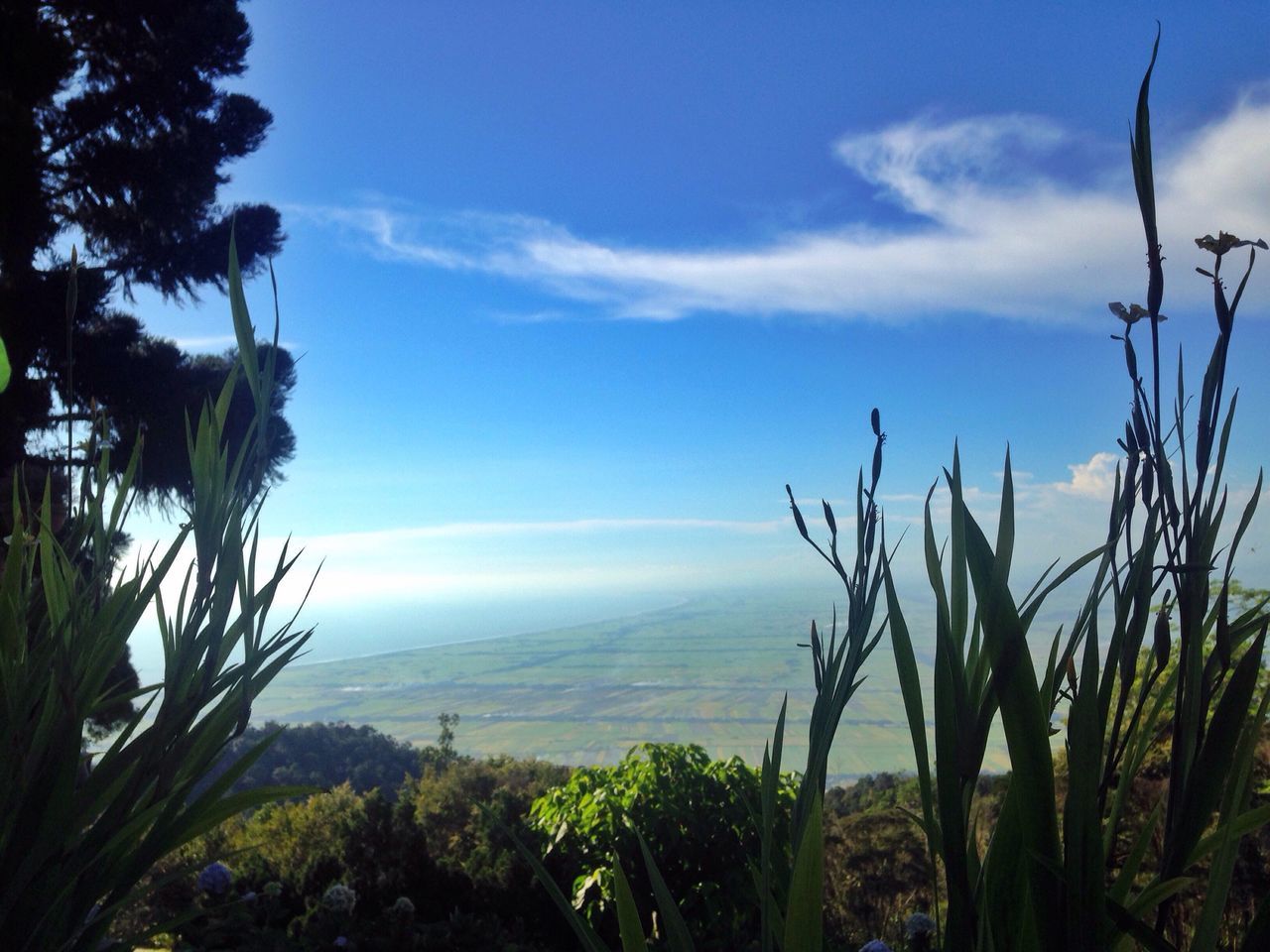 sea, tree, growth, tranquil scene, sky, scenics, plant, blue, horizon over water, beauty in nature, tranquility, nature, water, cloud - sky, calm, day, green color, mountain, solitude, outdoors, coastline, green, remote, sun, non-urban scene, lush foliage, no people