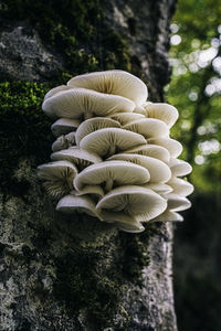 Close-up of tree trunk