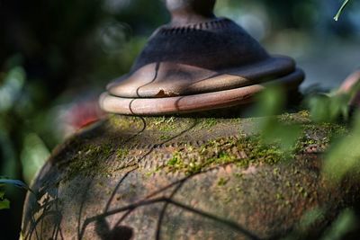 Close-up of mossy earthen pot