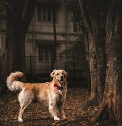 Portrait of dog by tree trunk