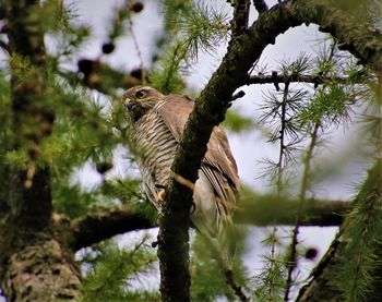 Bird perching on branch