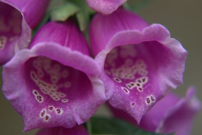 Close-up of pink flowers blooming outdoors