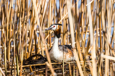 Close-up of duck in lake