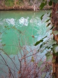 Reflection of tree in water