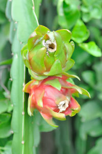 Close-up of red flowering plant