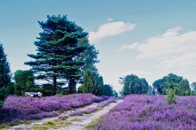 View of flowering plants on field against sky