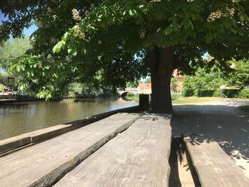 Trees by plants in park