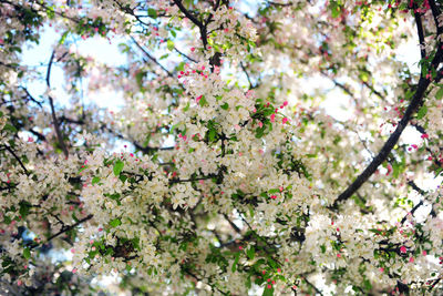 Low angle view of apple blossoms in spring