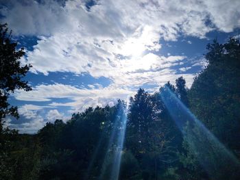 Low angle view of sunlight streaming through trees in forest