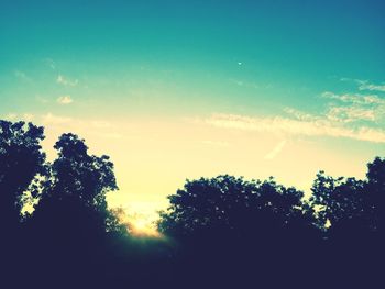 Sun shining through trees