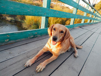 Portrait of dog sitting on wooden floor