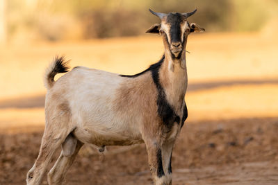 Portrait of a goat 