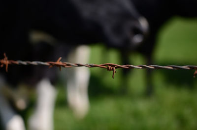 Close-up of barbed wire