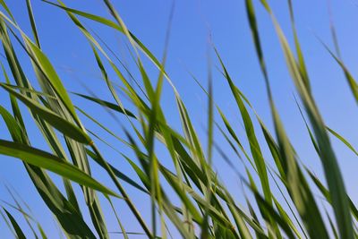 Low angle view of stalks against blue sky