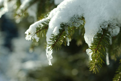 Close-up of snowflakes on branch