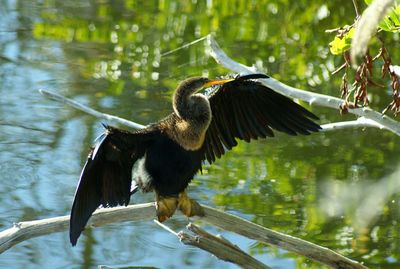 Bird flying over lake