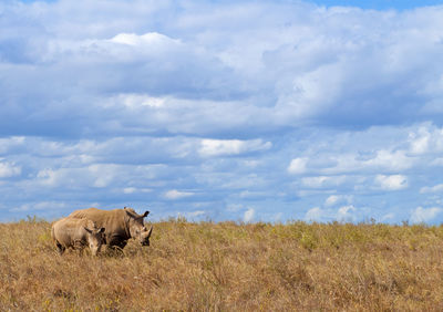 Rhinoceros on field against sky