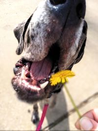 Close-up of hand holding dog