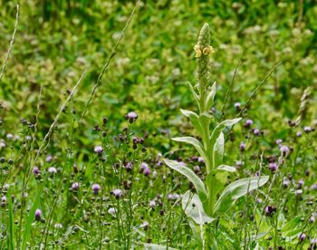 Close-up of purple flowering plants on field